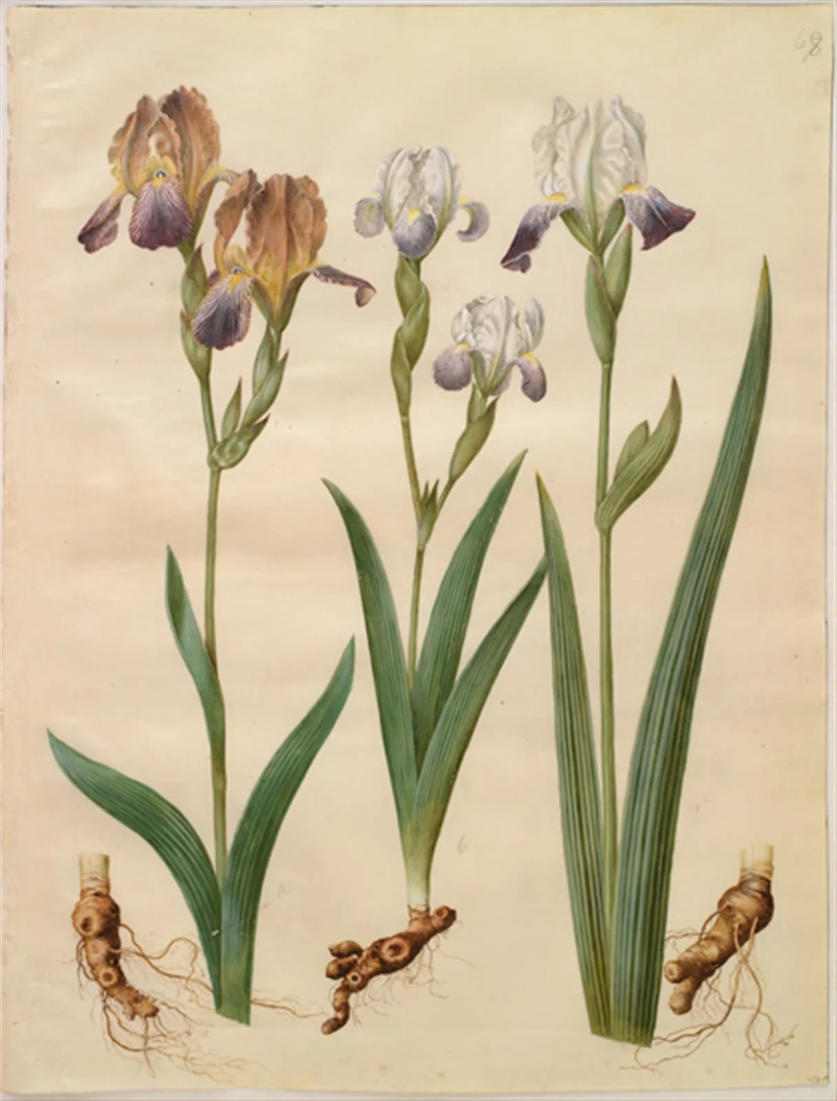 Iris ×sambucina (hylde-iris); Iris ×amoena (iris-hybrid), detail