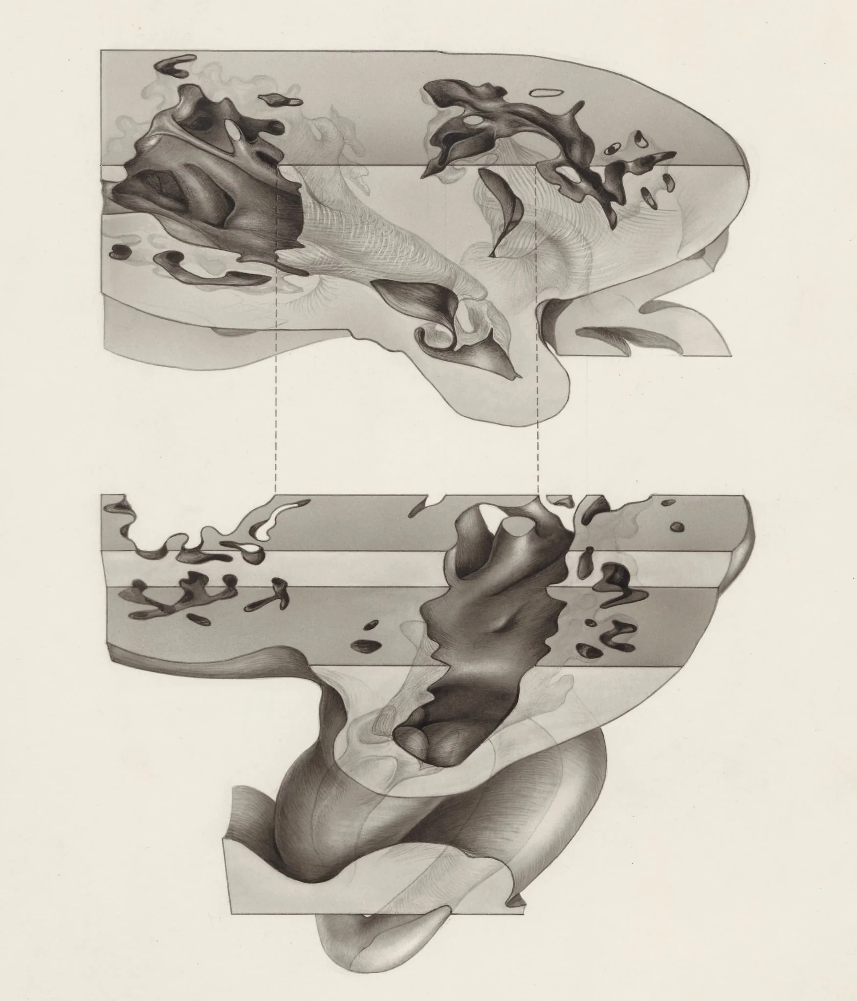 Embryonic heart, detail