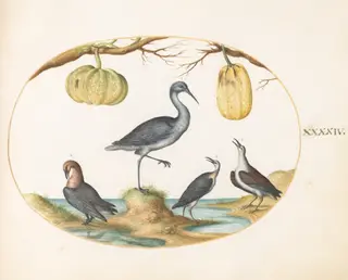 Plate 44: Godwit(?) and Sandpipers with Two Gourds, by Joris Hoefnagel, gouache, 1594