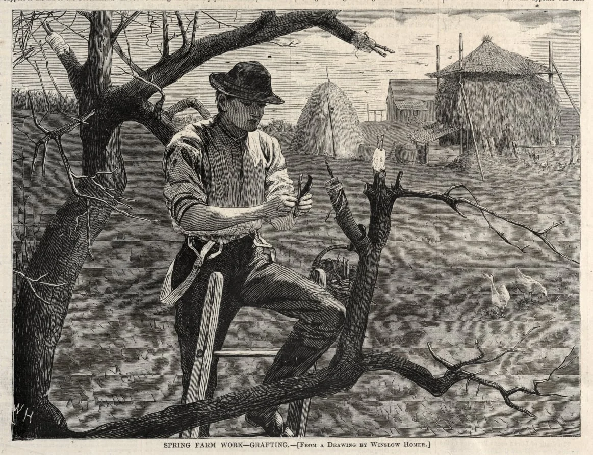 Spring Farm Work - Grafting, detail