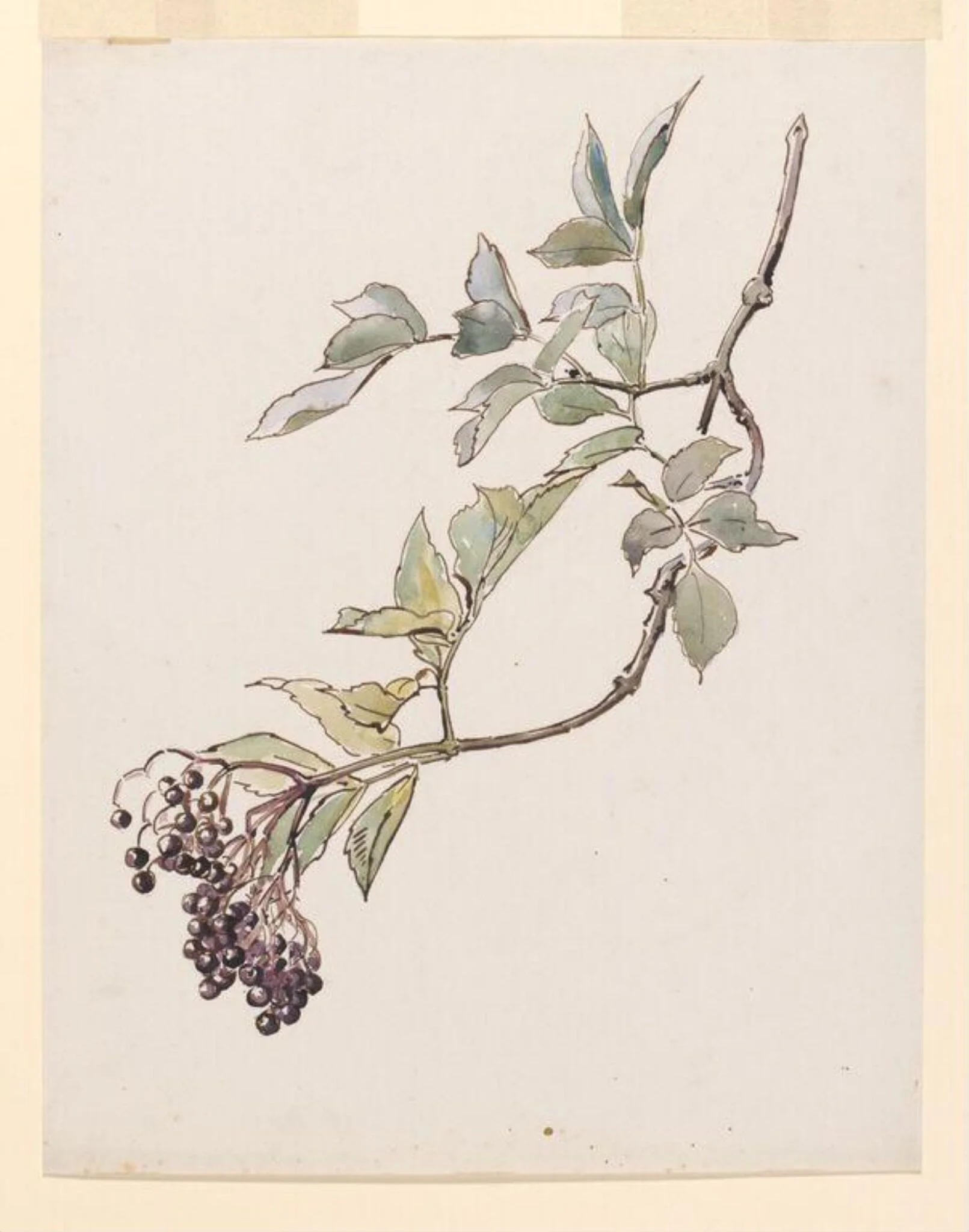 Study of a spray of elderberries, detail