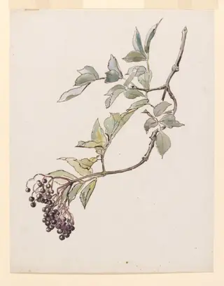 Study of a spray of elderberries, by Beatrix Potter, watercolor, 1895
