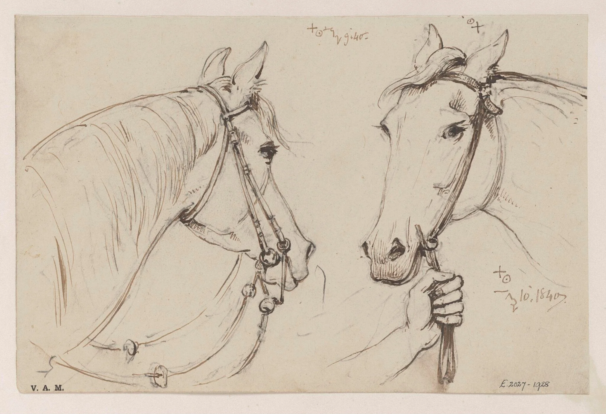 Two drawings of a horse's head, detail