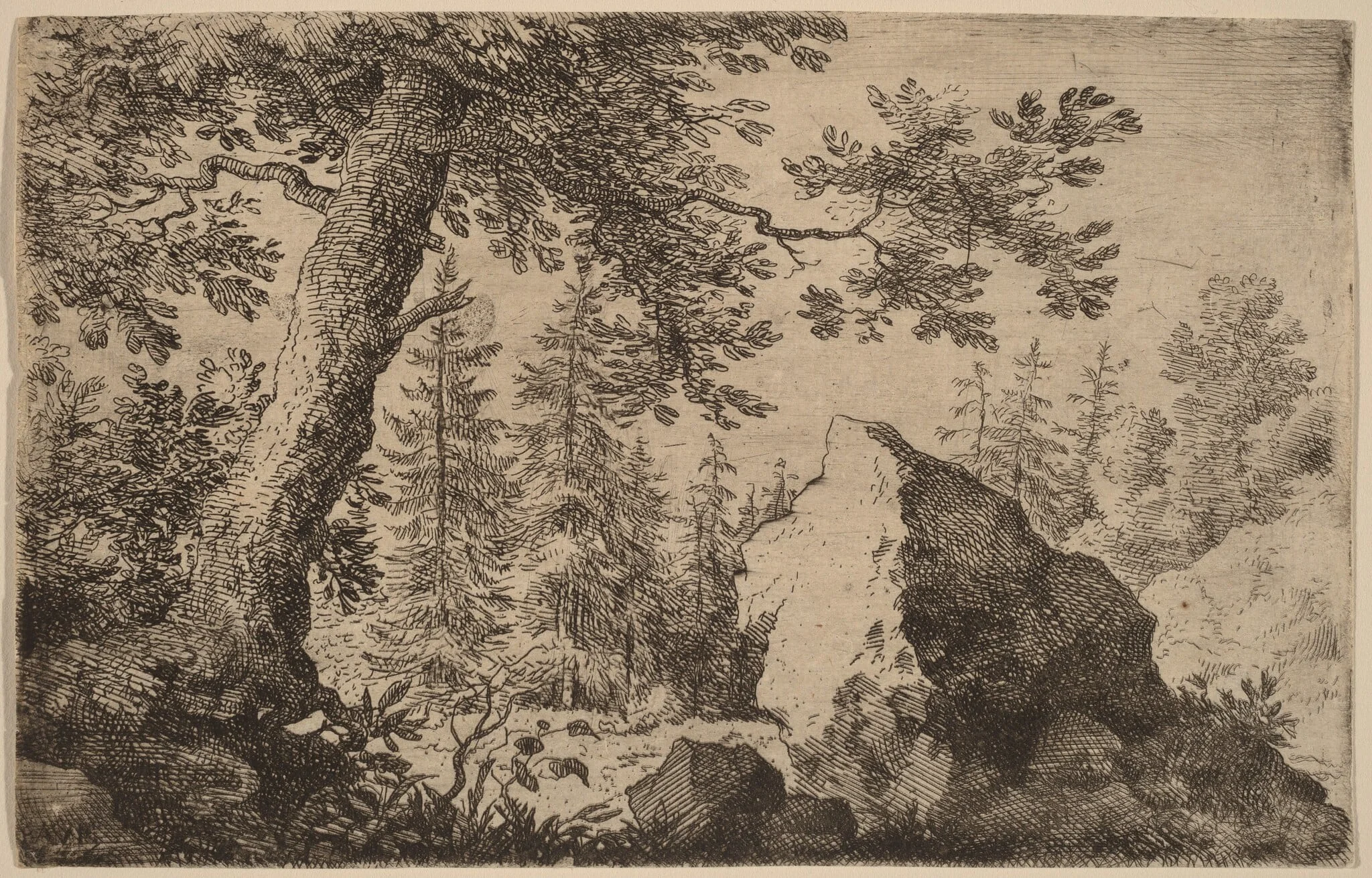 Boulder in the Woods, detail