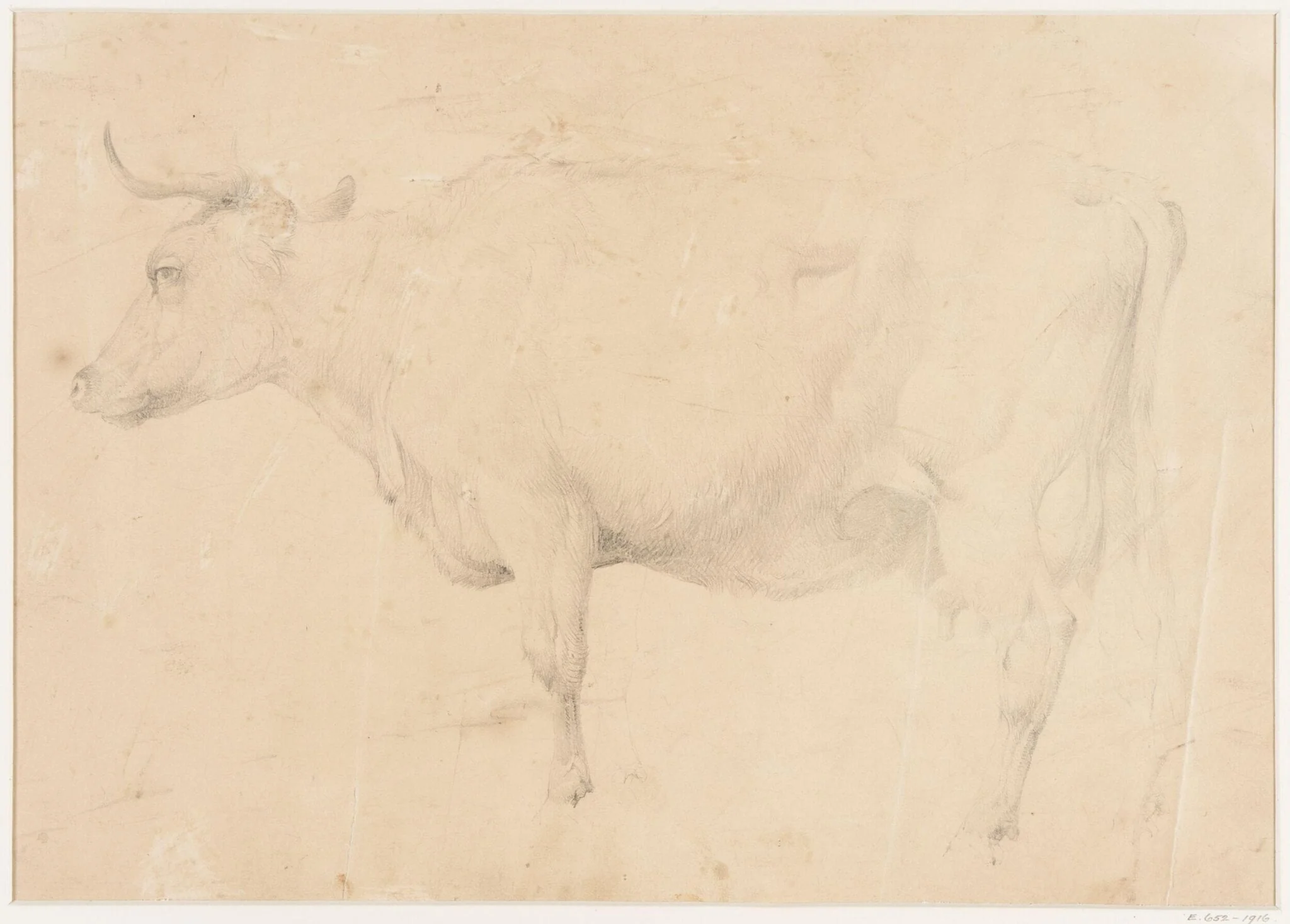 Study of a cow, detail