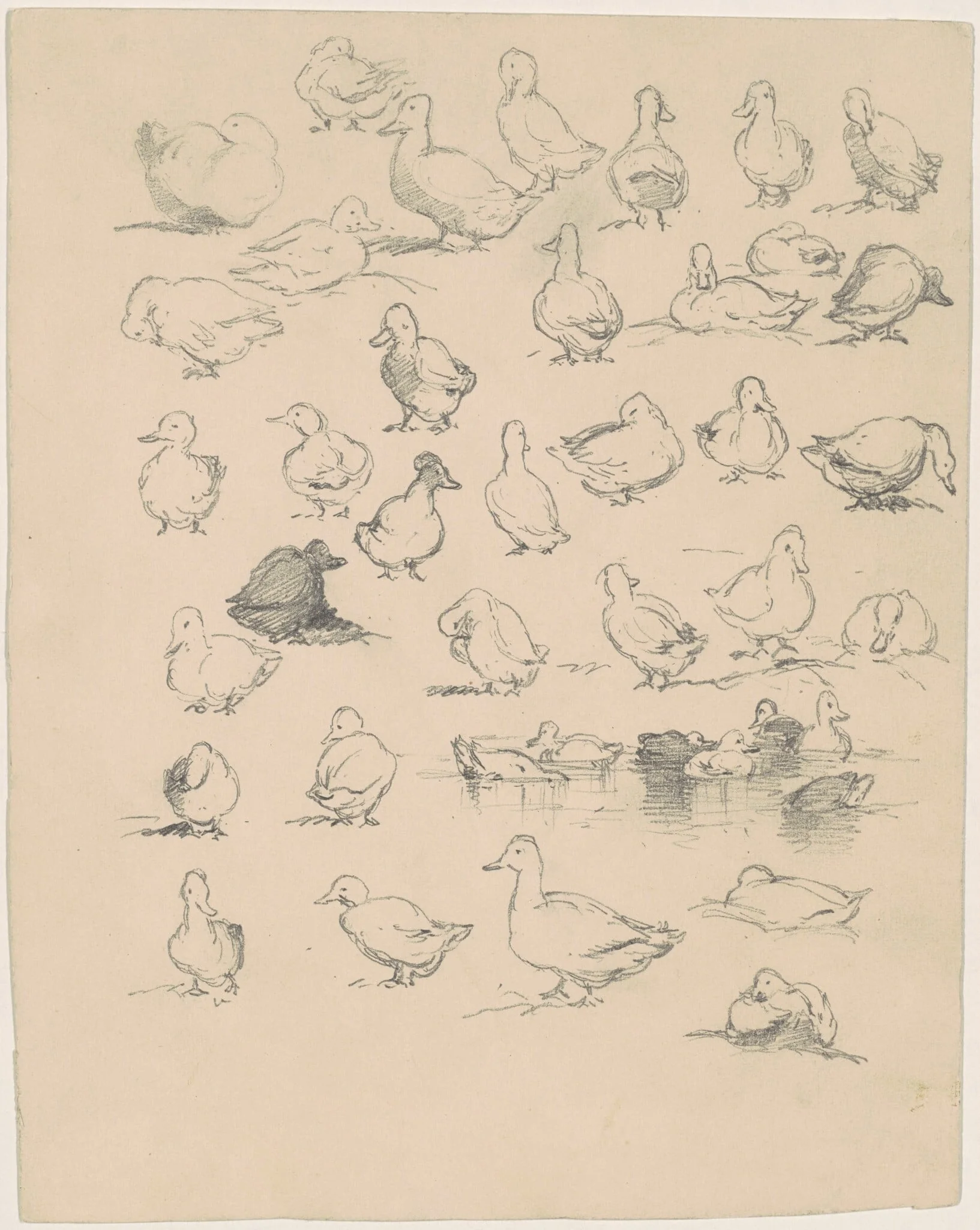 Ducks, detail