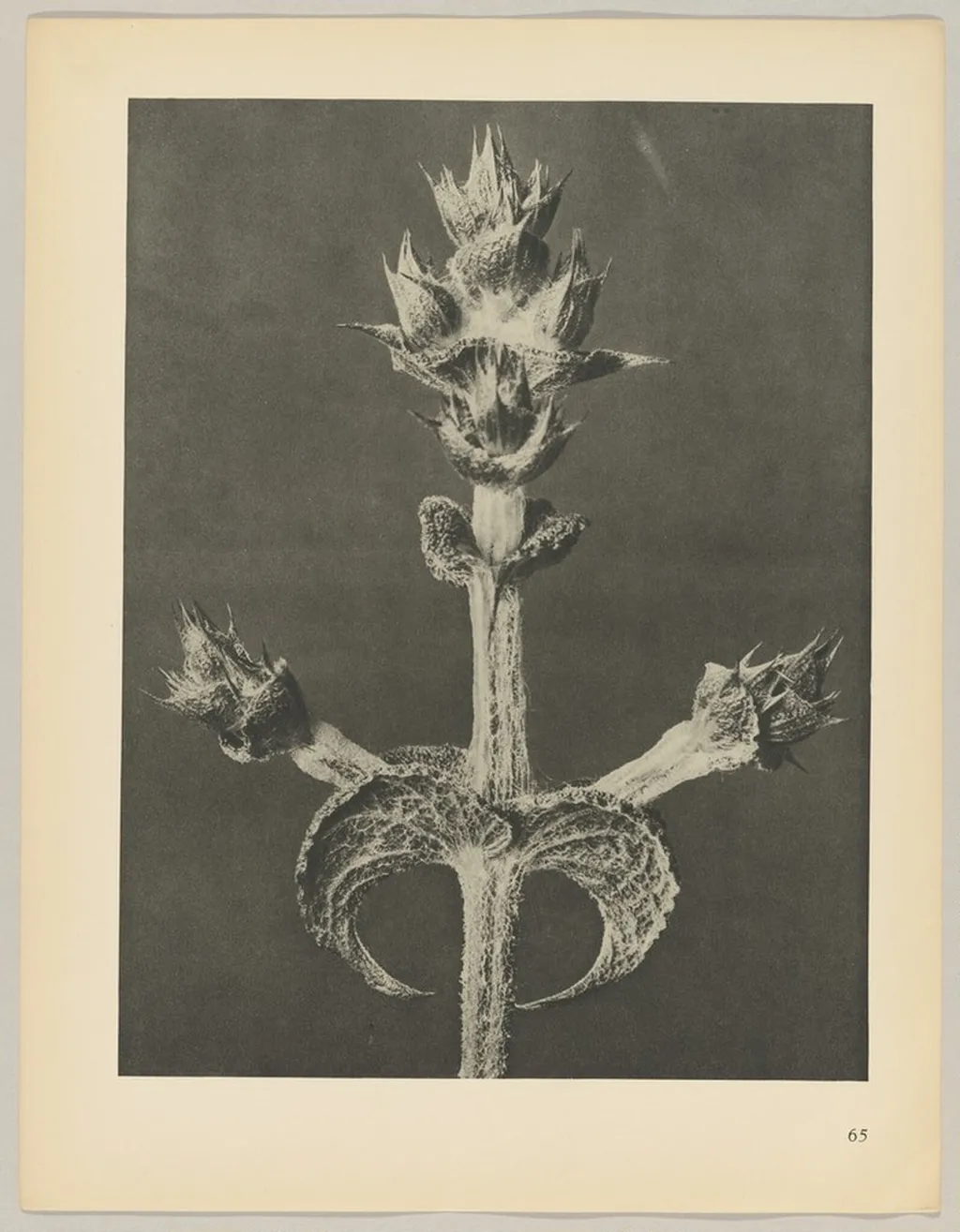 Salvia aethiopis, by Karl Blossfeldt, 1928