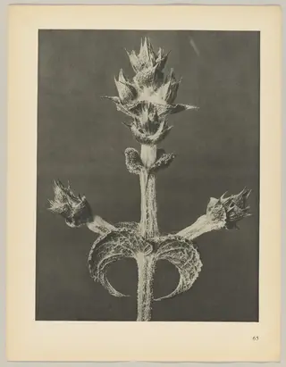 Salvia aethiopis, by Karl Blossfeldt, 1928