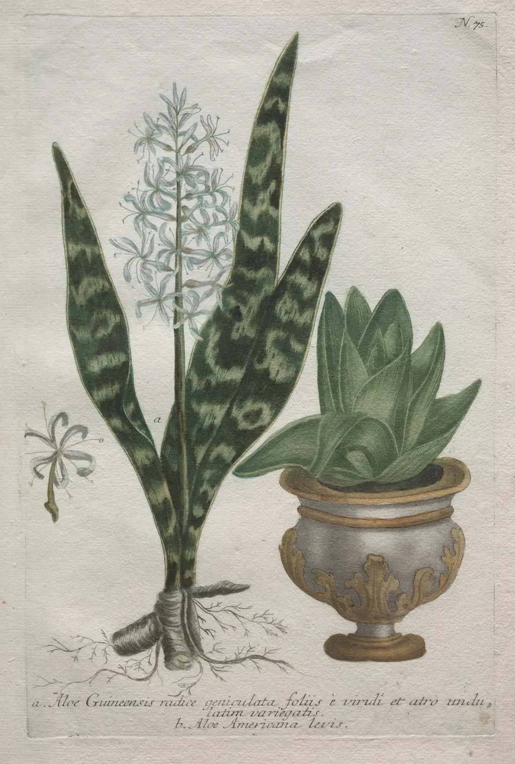 Aloes, by Bartholomaus Seutter, 1726