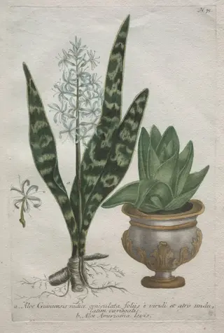 Aloes, by Bartholomaus Seutter, 1726