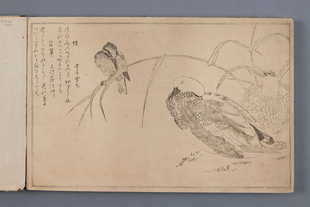 Kaczki i zimorodek (ilustracja z albumu Momo chidori kyōka awase) - zeszyt, w którym przedstawione są kolejne etapy wykonywania odbitki z drzeworytu., by Original woodcut autor 喜多川 歌麿 Kitagawa surname Utamaro name, 1350