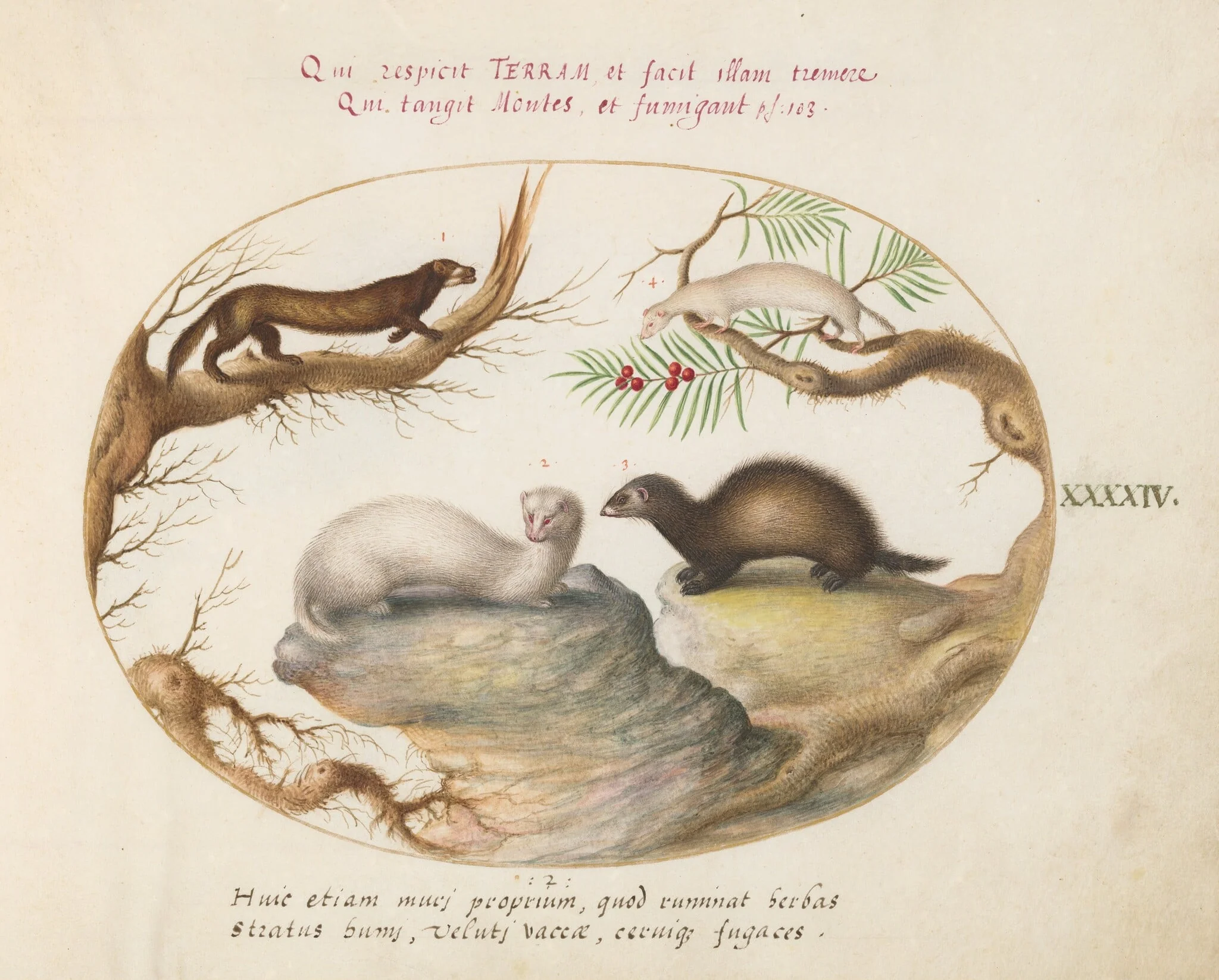 Plate 44: Polecat, Mink, and Ermine, detail