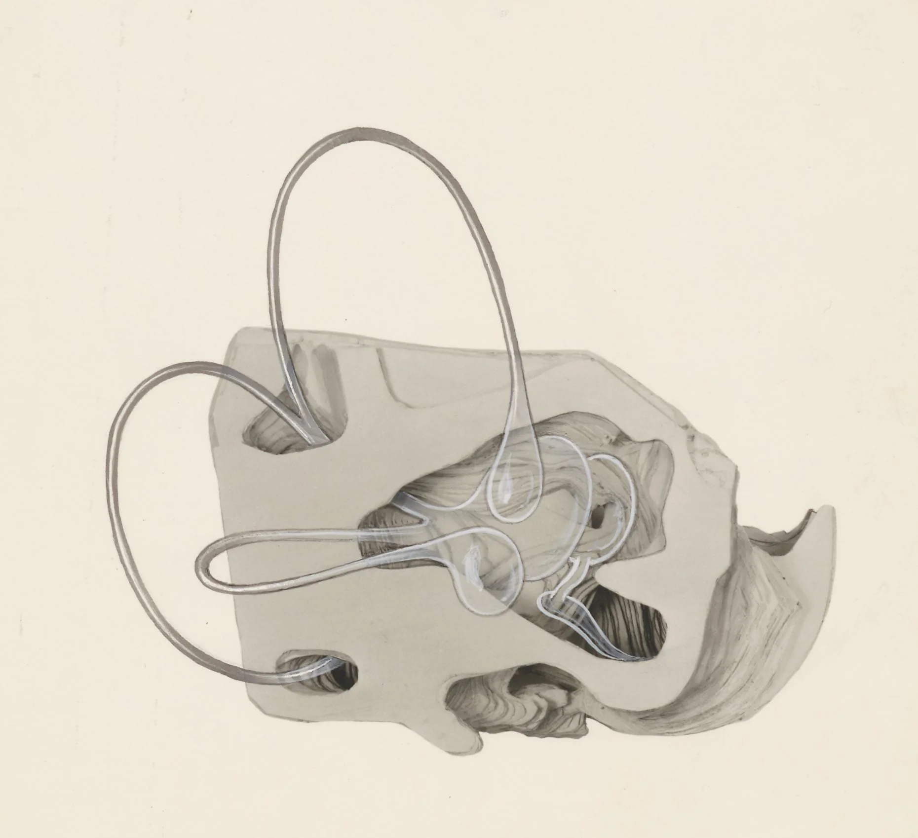 Sensory organs on an embryo, detail