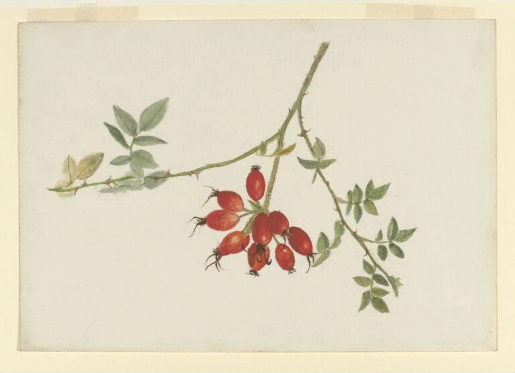 Study of a spray of rose-hips, detail