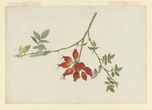 Study of a spray of rose-hips, by Beatrix Potter, watercolor, 1878