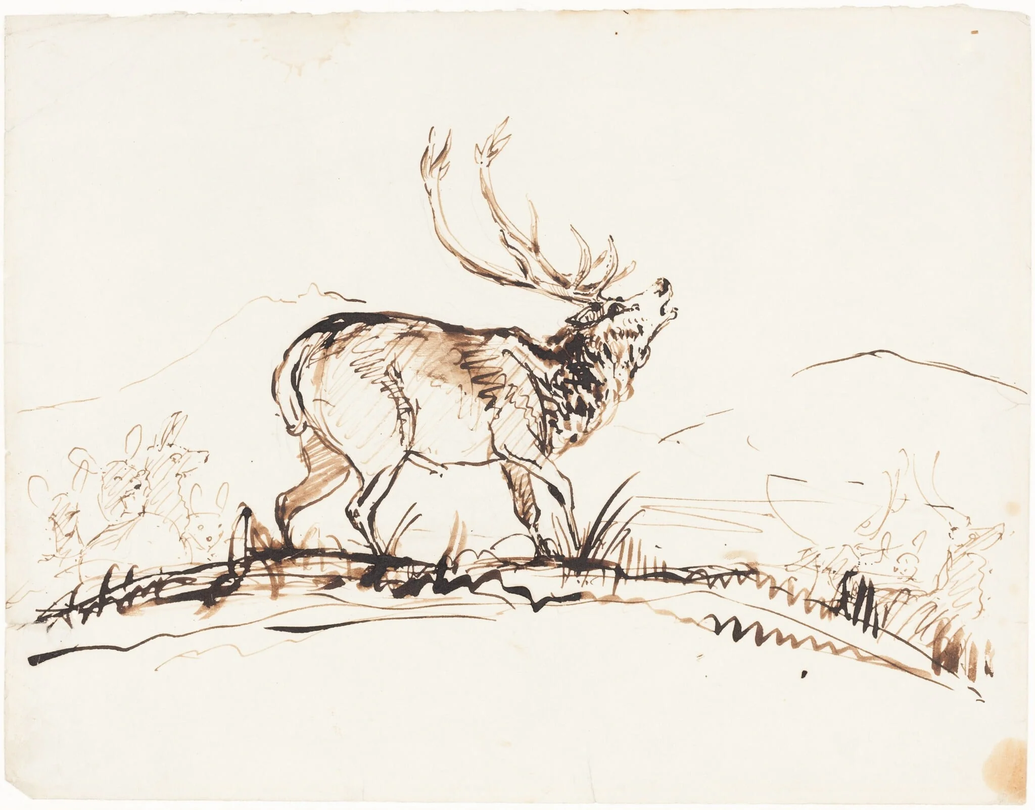 A Bellowing Stag, detail