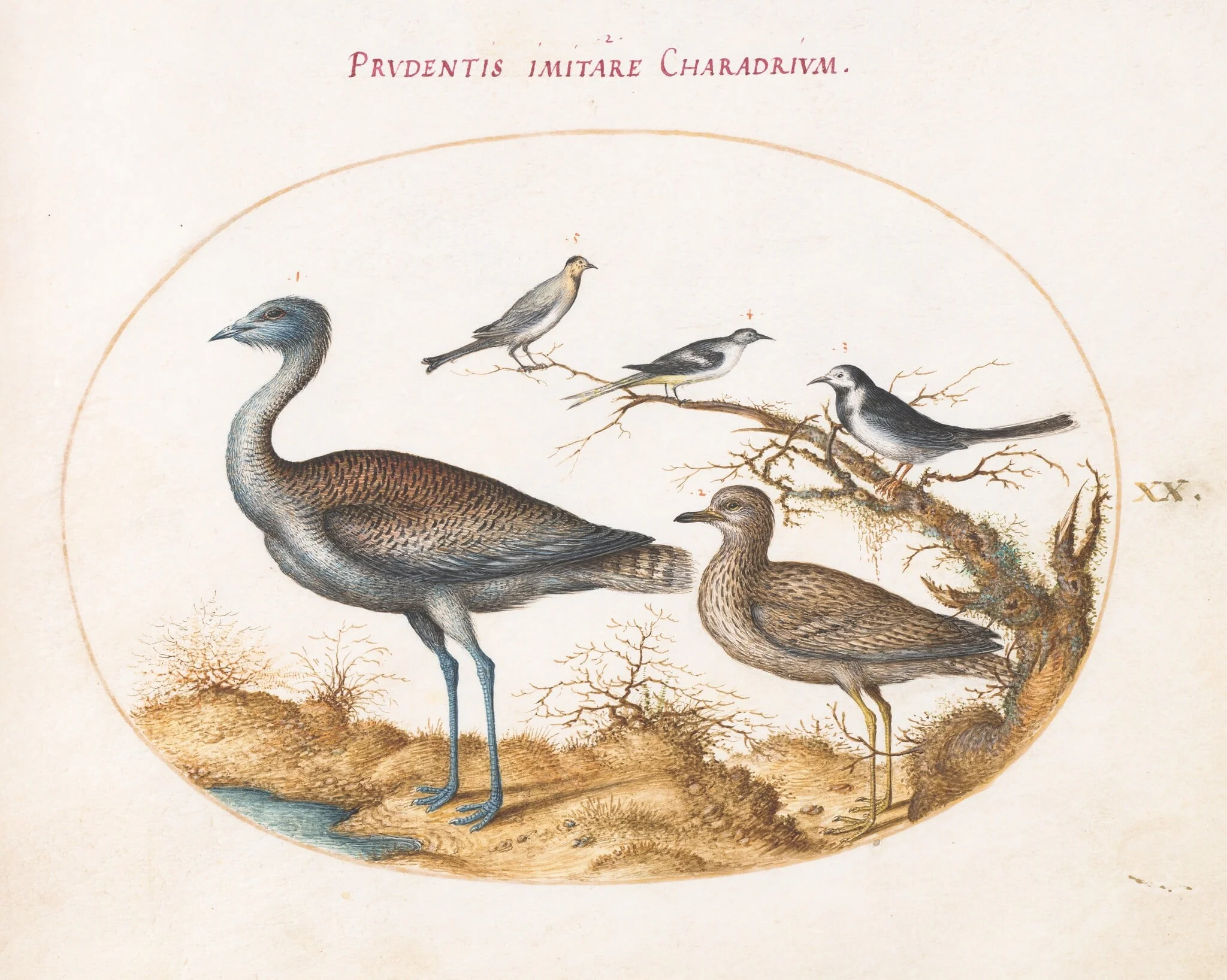 Plate 20: A Plover with Four Other Birds, detail