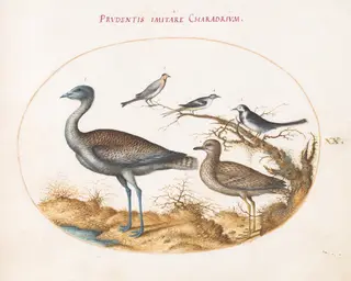 Plate 20: A Plover with Four Other Birds, by Joris Hoefnagel, gouache, 1594
