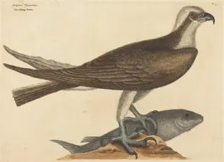 The Fishing Hawk (Falco haliaetus), by Mark Catesby, ink