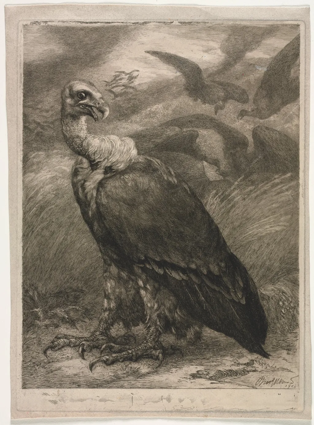 Vulture, by Félix Bracquemond, 1904