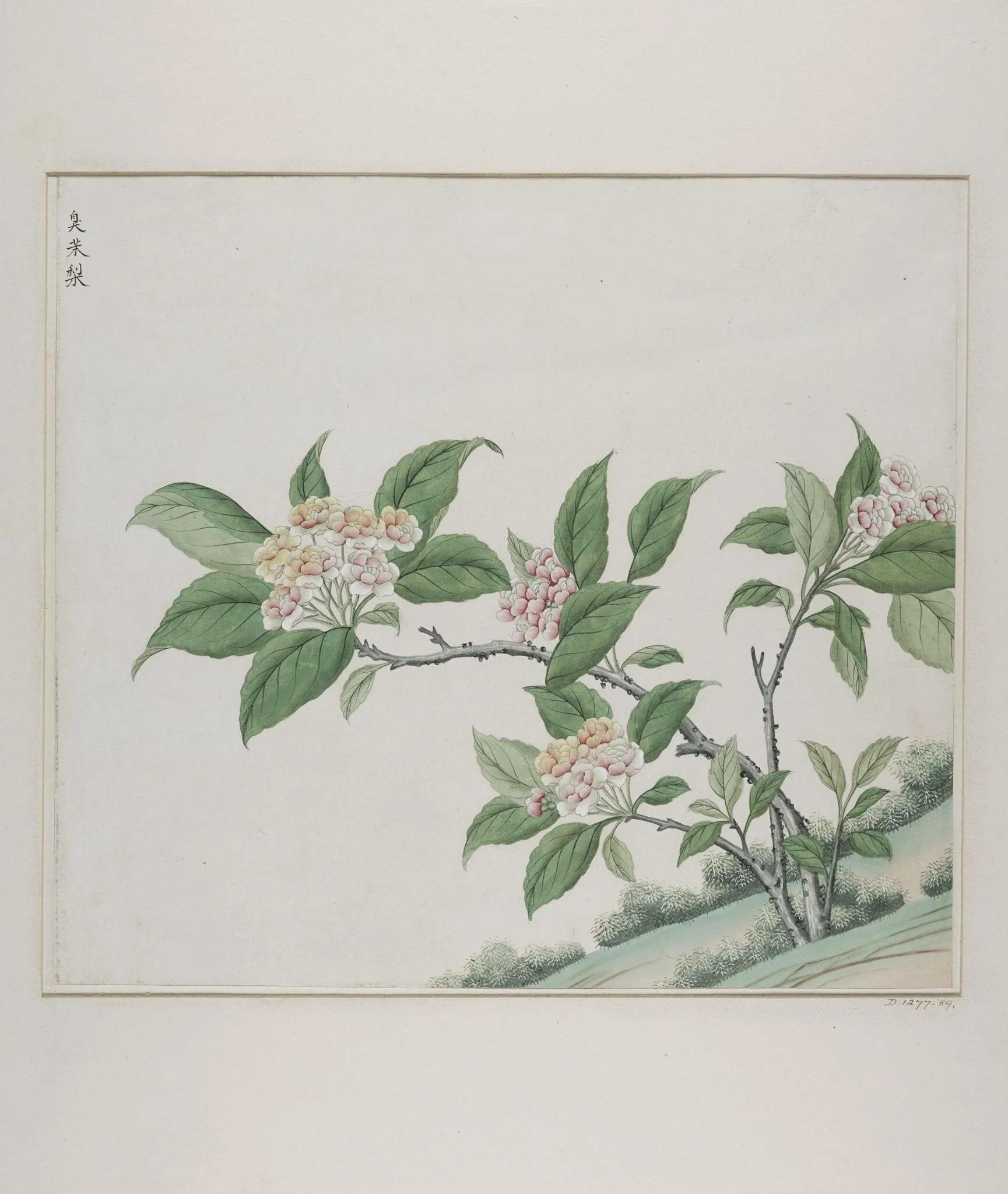 Fragrant glorybower (clerodendrum fragrans), chou mo li, detail