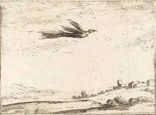 Bird of Paradise, by Jacques Callot, ink, 1628
