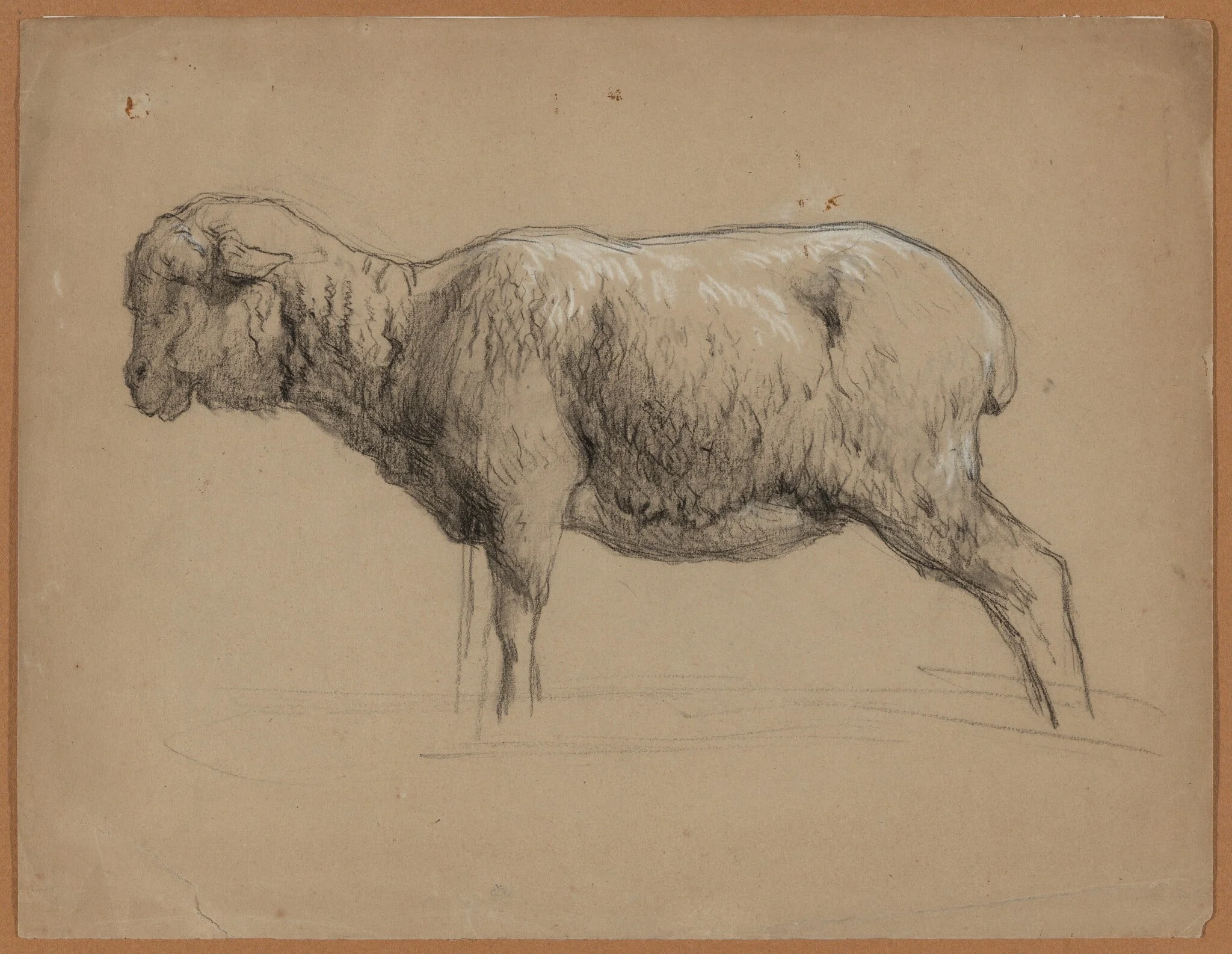 A Sheep, detail