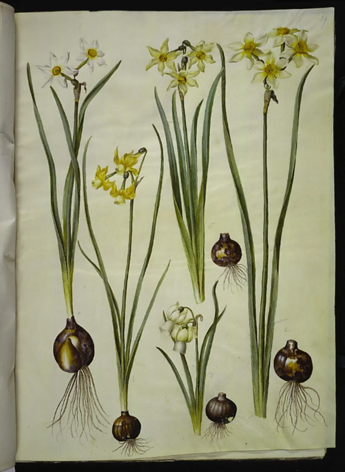Narcissus poeticus (pinselilje); Narcissus triandrus (orkide-narcis); Narcissus ×medioluteus (toblomstret narcis), detail