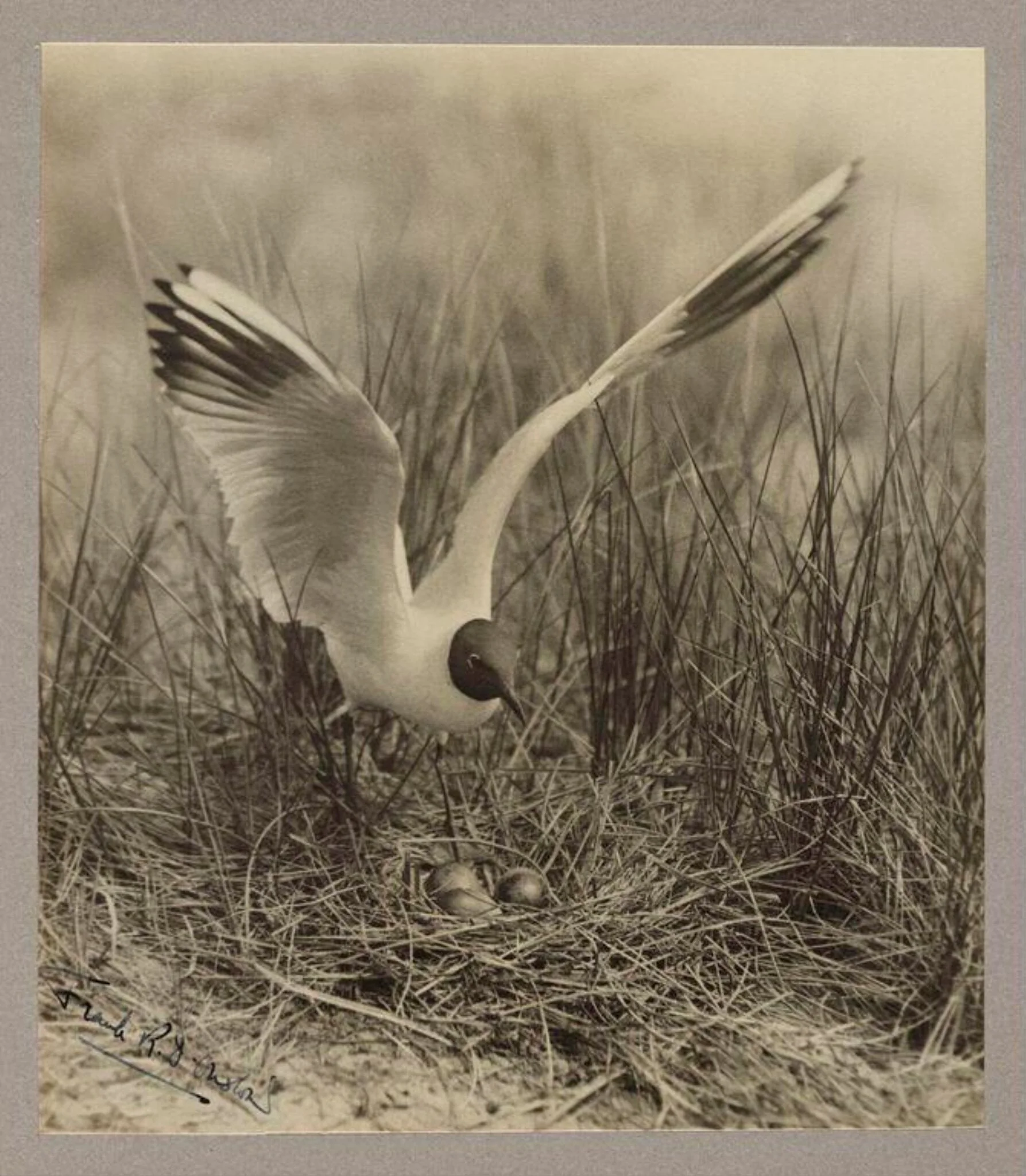 Black-headed Gull, detail
