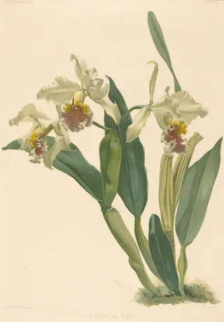 Cattleya Rex, by Gustav Leutzsch, ink, 1840