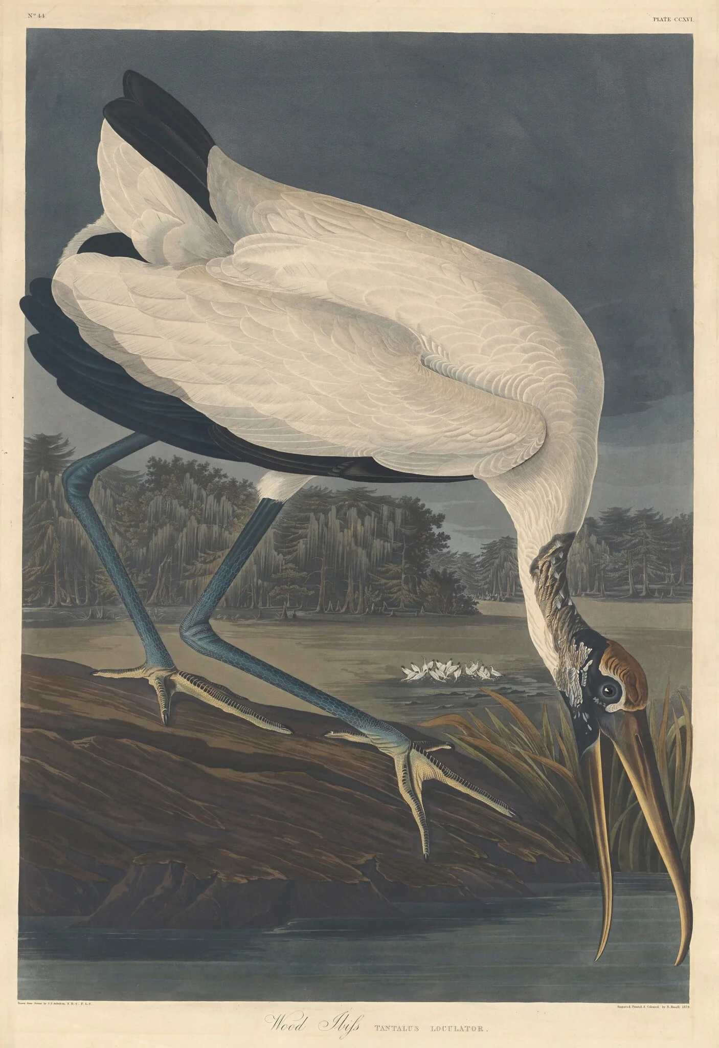 Wood Ibis, detail