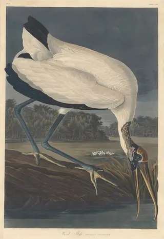 Wood Ibis, by Havell, Jr., Robert, ink, 1834