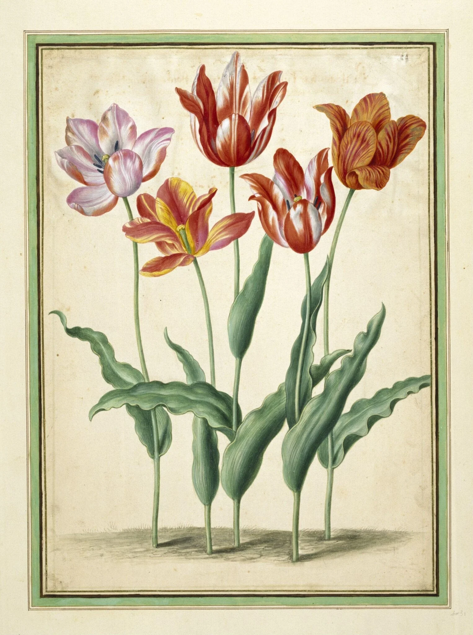 Tulips, detail