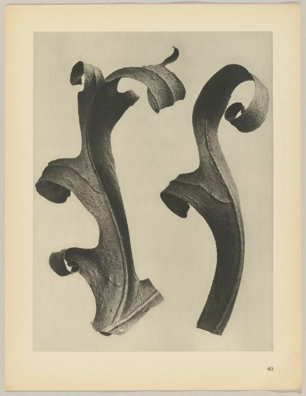 Silphium laciniatum, by Karl Blossfeldt, 1928