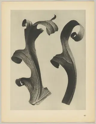 Silphium laciniatum, by Karl Blossfeldt, 1928