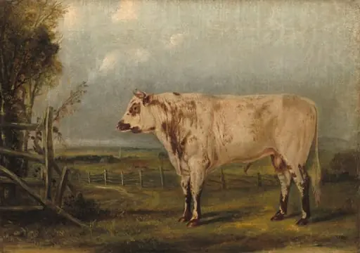 A Young Bull, by John Woodhouse Audubon, oil, 1849