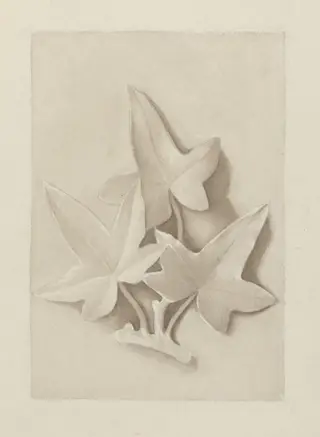 Drawing of a plaster cast featuring three ivy leaves, by Beatrix Potter, watercolor, 1879