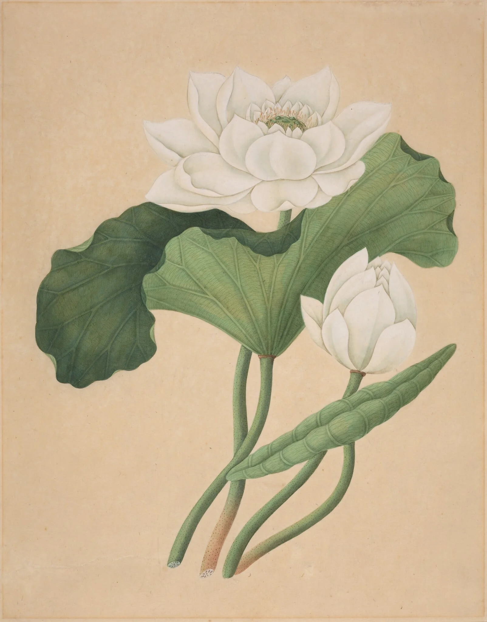East Indian Lotus (Nelumbo nucifera), detail