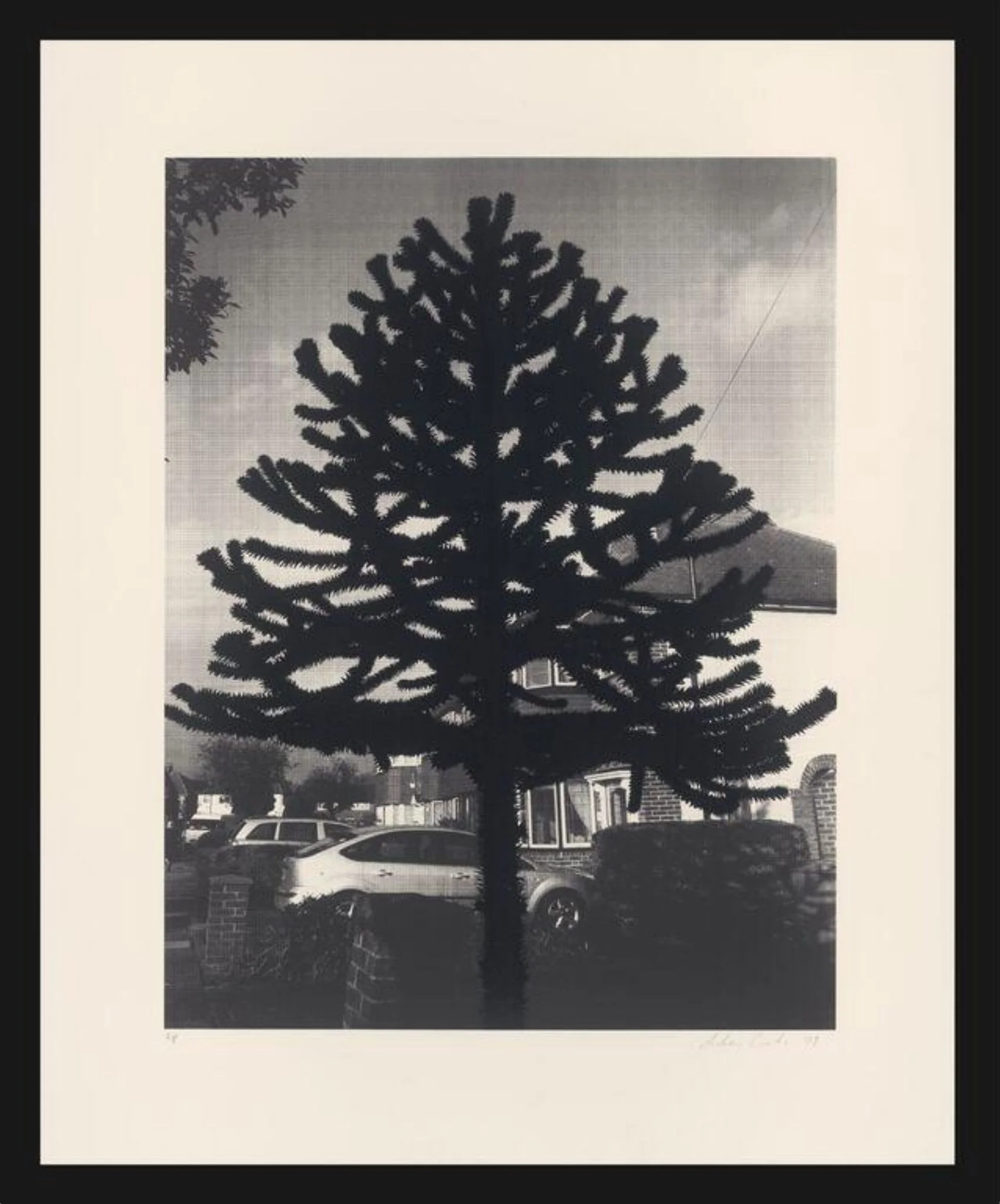 New Empire (Araucaria Araucana II), detail