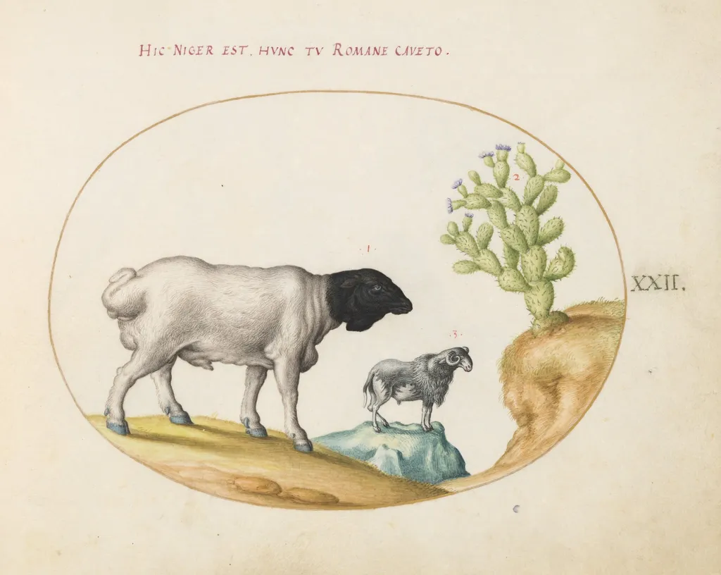 Plate 22: Blackhead Persian Sheep and a Sheep with a Long Tail, with a Cactus, by Joris Hoefnagel, gouache, 1594