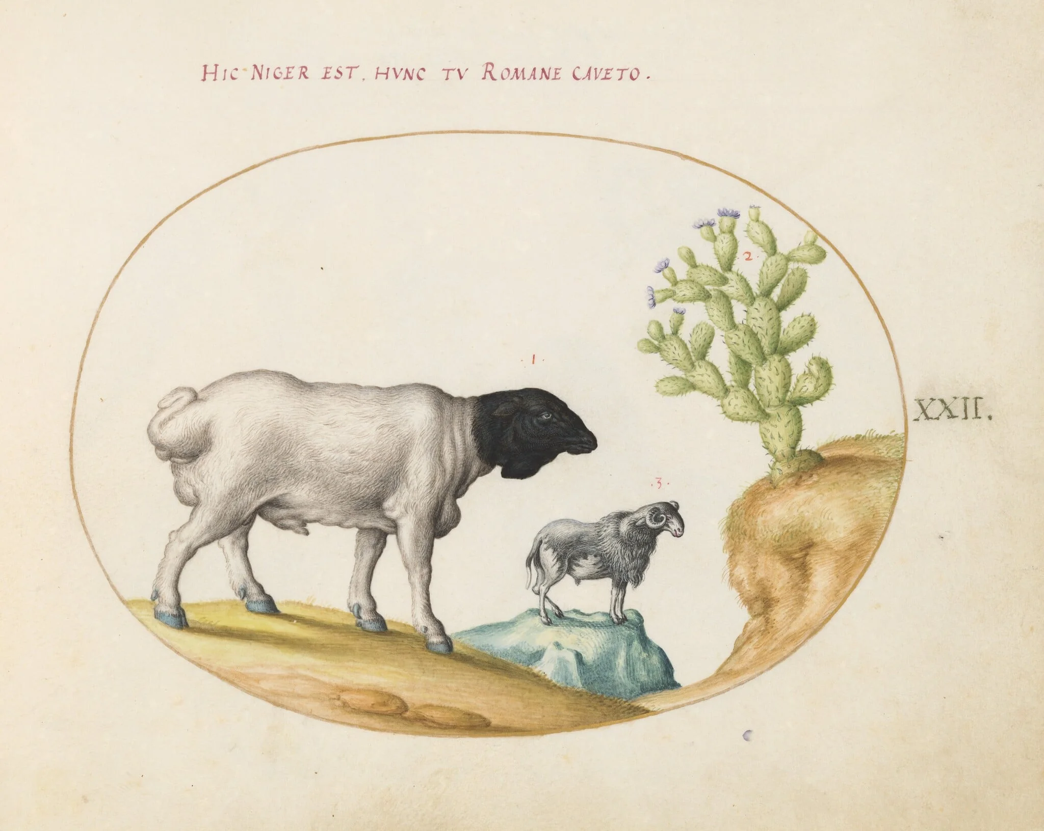 Plate 22: Blackhead Persian Sheep and a Sheep with a Long Tail, with a Cactus, detail