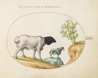 Plate 22: Blackhead Persian Sheep and a Sheep with a Long Tail, with a Cactus, by Joris Hoefnagel, gouache, 1594