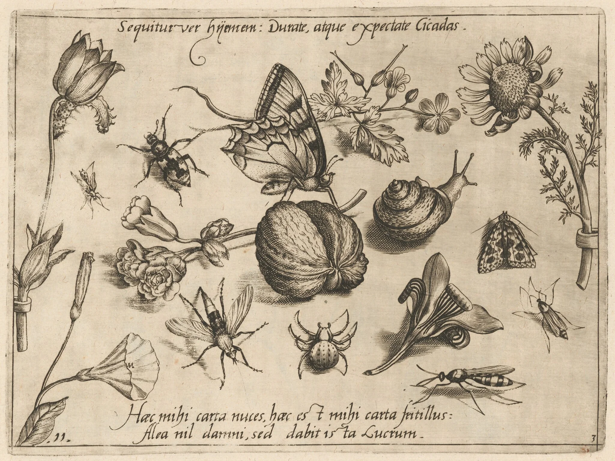 Archetypa studiaque patris Georgii Hoefnagelii [Part 3, Plate 11], detail