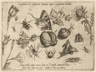 Archetypa studiaque patris Georgii Hoefnagelii [Part 3, Plate 11], by Jacob Hoefnagel, ink, 1592
