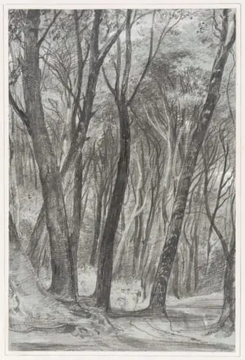 Study of trees, Wotton Woods, Abinger, by Richard Redgrave, 1850