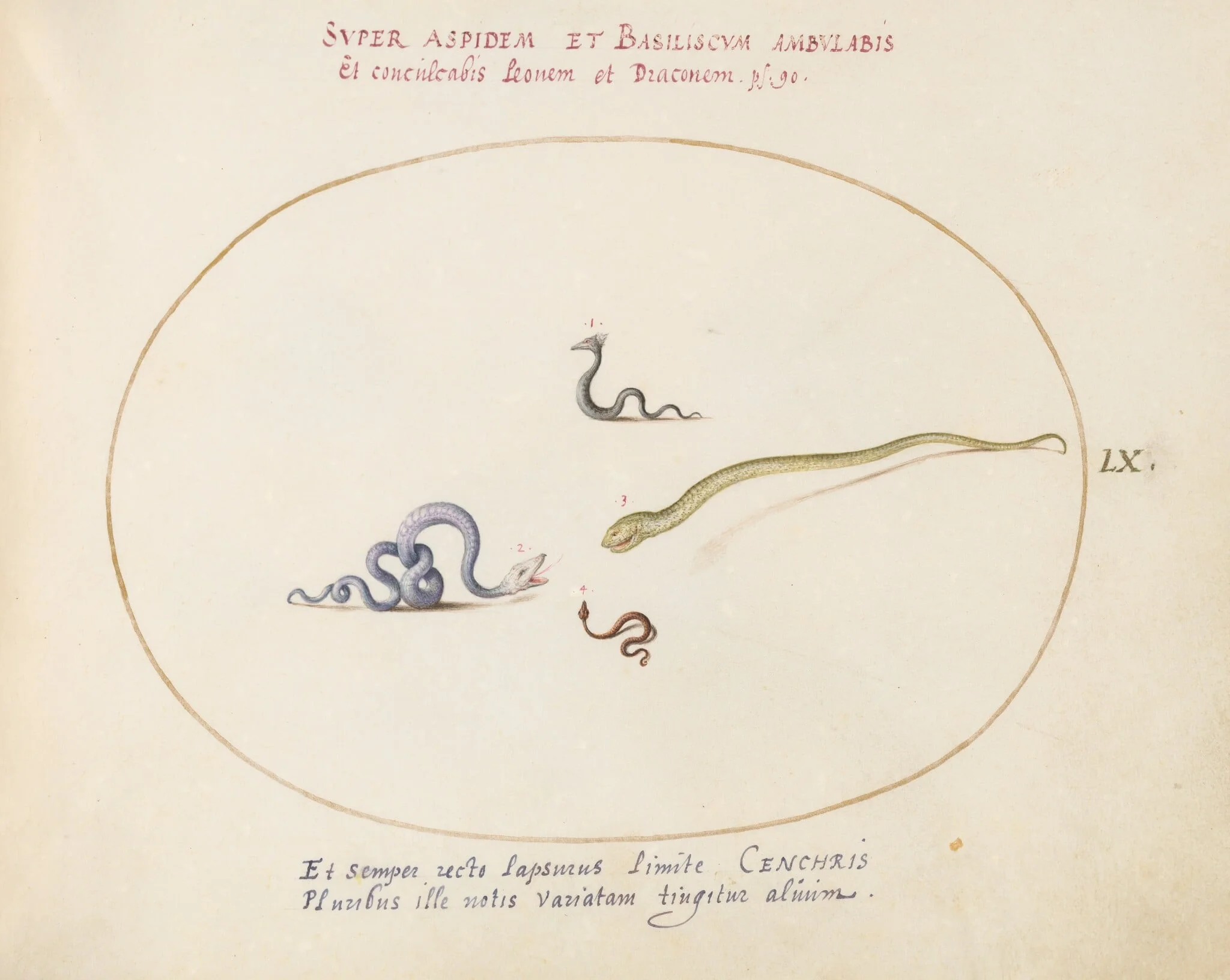 Plate 60: Four Small Snakes, detail