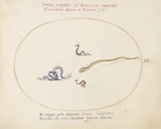 Plate 60: Four Small Snakes, by Joris Hoefnagel, gouache, 1594