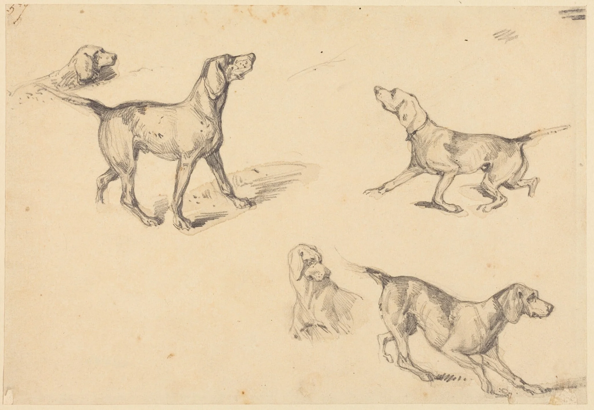 Five Studies of a French Pointer, detail