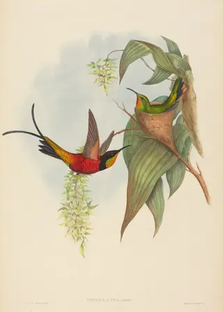 Topaza pyra (Fairy Topaz), by H.C. Richter, ink, 1842