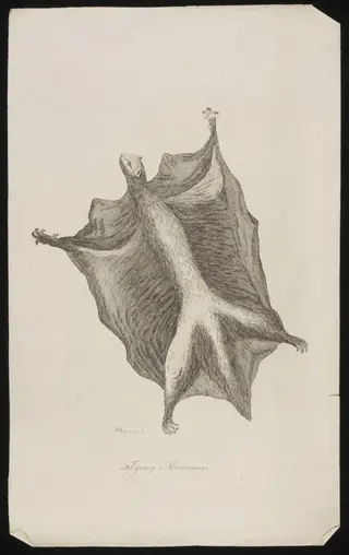 Flying Maucauco, by Peter Mazell, 1750
